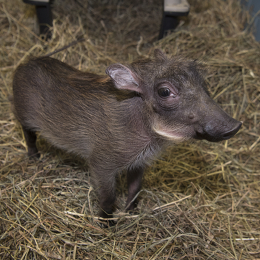 BZ The Zoo peaches piglet 2
