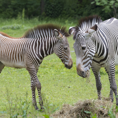 BZ The Zoo Zebra foal and adult