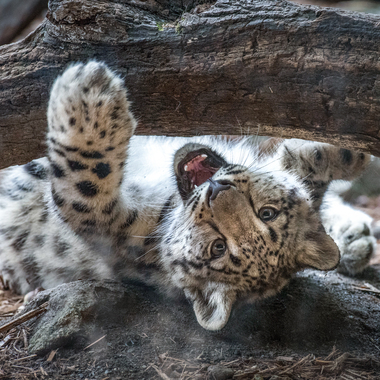 BZ Snow leopard cub khyber