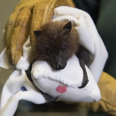 BZ Rodrigues Fruit Bat Pup sock mom