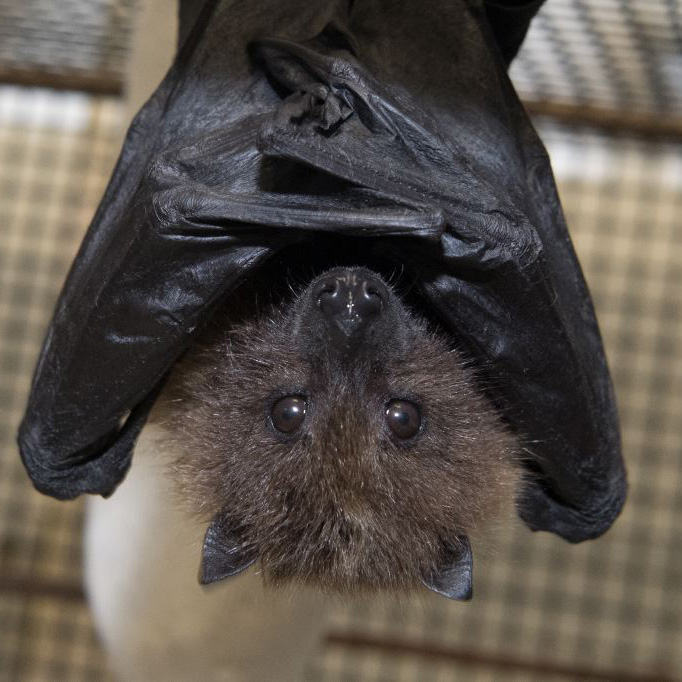 Fruit Bat