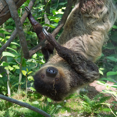 Sloth