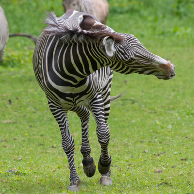 Zebra