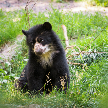 BZ andean bear cub