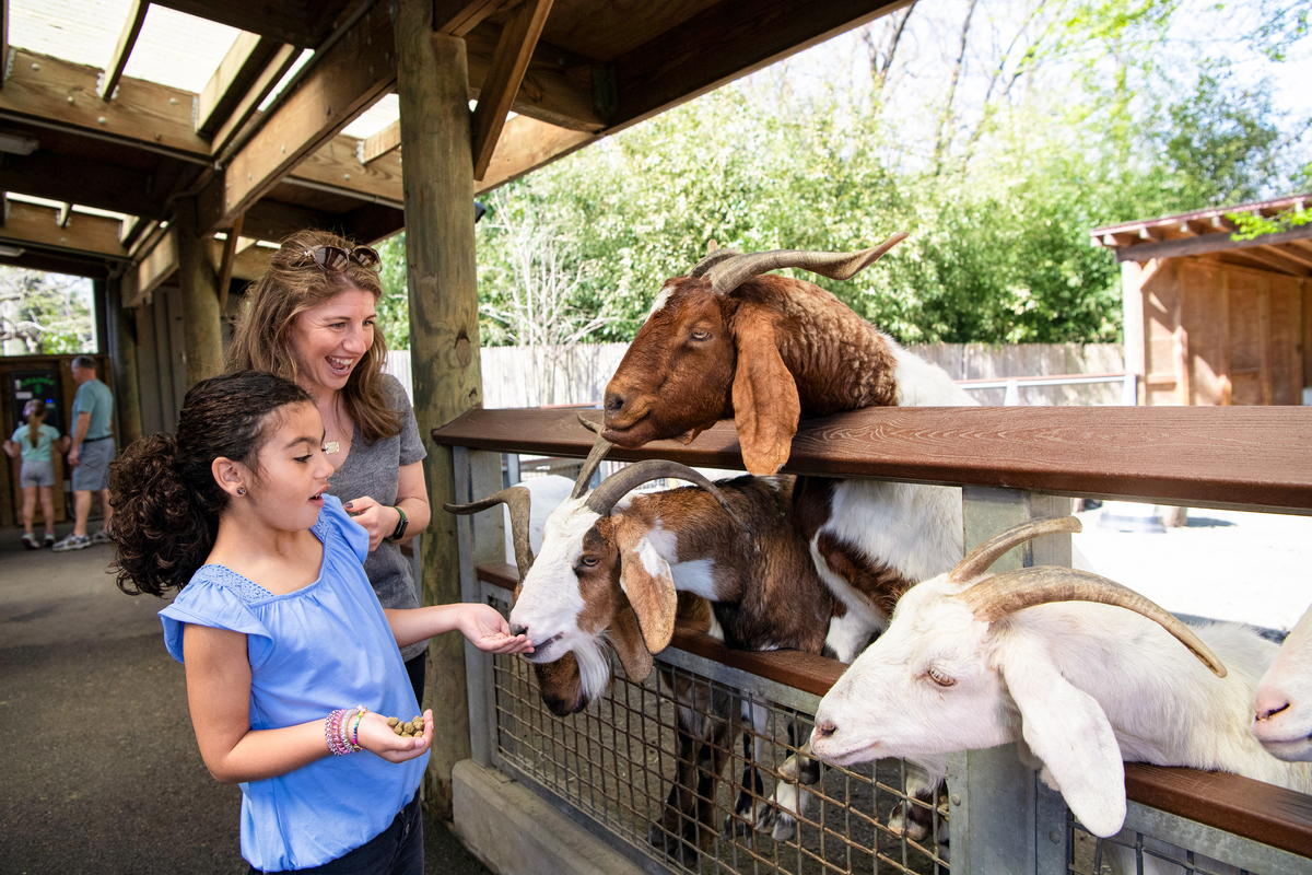 Visitors at Children's Zoo