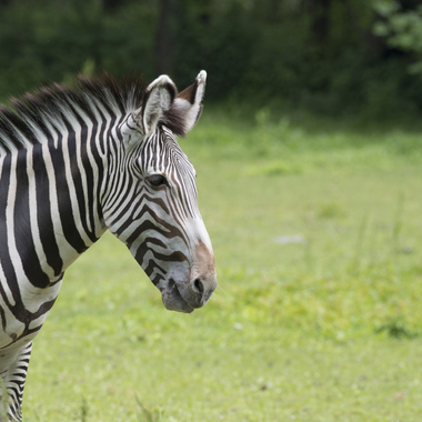 BZ The Zoo Zebra adult