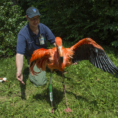 BZ Dinky rehab outdoors with keeper