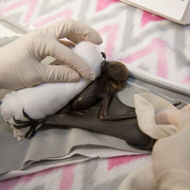 BZ Rodrigues Fruit Bat pup bath