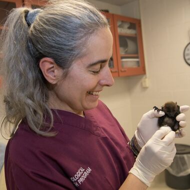 BZ Rodrigues Fruit Bat pup with Keeper