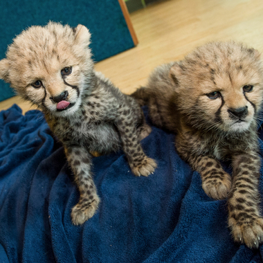 BZ Cheetah cub duo