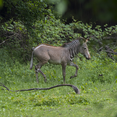 BZ The Zoo zebra foal far