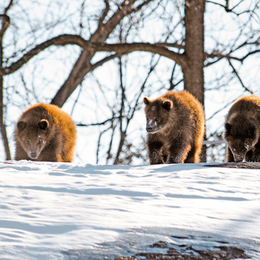 BZ brown bear cubs from alaska