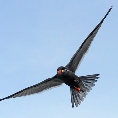 BZ Inca Terns in Flight