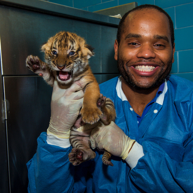 BZ malayan tiger cub with TAB keeper
