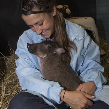 BZ The Zoo peaches piglet w/ Keeper