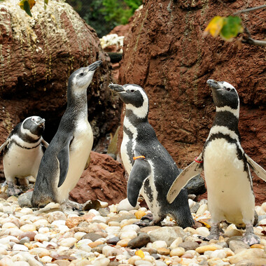 BZ Penguin Feedings: Magellanic Penguins