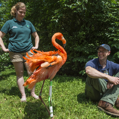 BZ Dinky rehab outdoors with two keepers