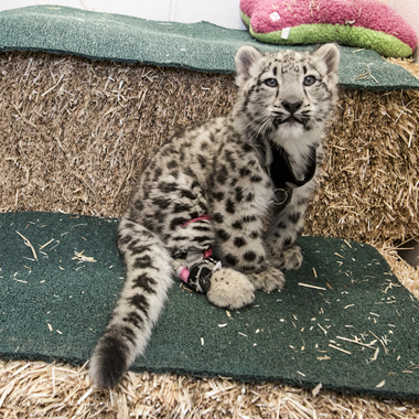 BZ Snow leopard in harness