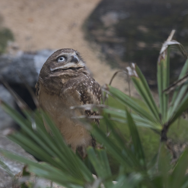 BZ Burrowing Owl gallery grass