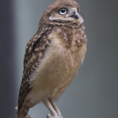 BZ Burrowing Owl gallery baby