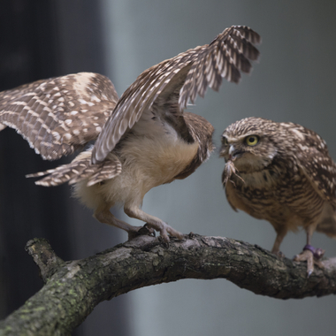 BZ The Zoo Burrowing Owl gallery wings