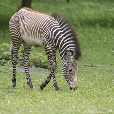 BZ The Zoo Zebra foal eating 