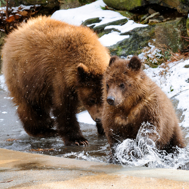 BZ grizzly bear cub from montana