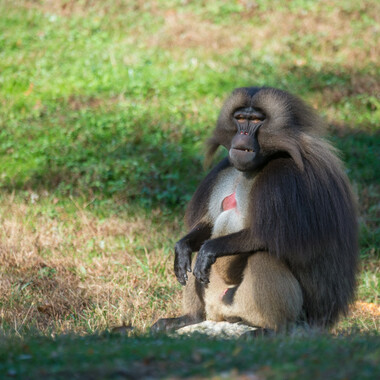 BZ The Zoo gelada baboon sitting