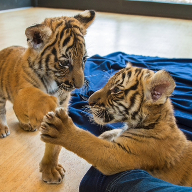 BZ Malayan tiger cubs 2