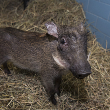 BZ The Zoo peaches piglet 1