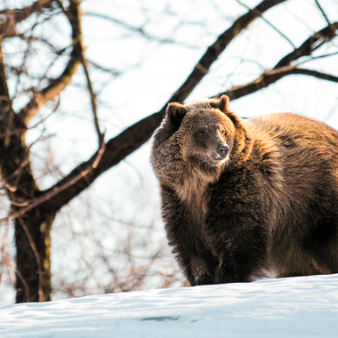 BZ Grizzly bear adult