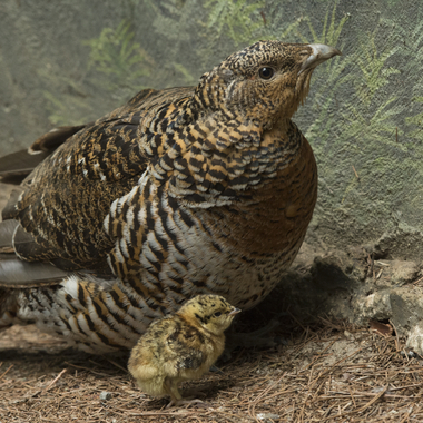 BZ Western Capercailies chick