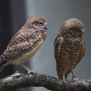 BZ Burrowing Owl gallery two