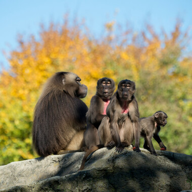 BZ The Zoo gelada baboons sitting