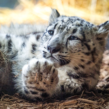 BZ snow leopard khyber with paw