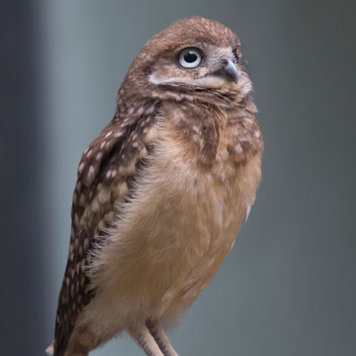 Burrowing Owlet