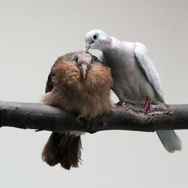 BZ BZ pink pigeon chick #4