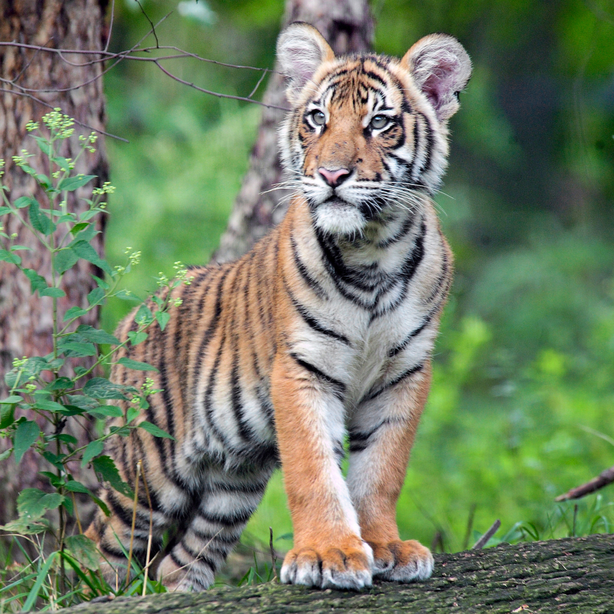 Help Save Wildlife