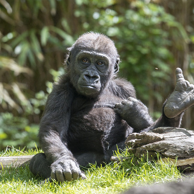 BZ gorilla baby with hand in air