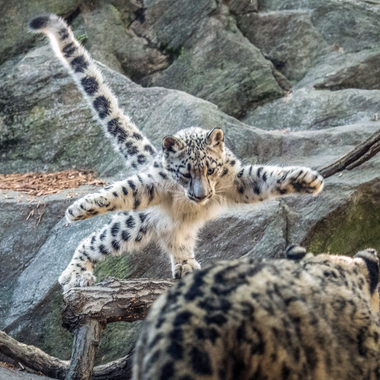 BZ snow leopard khyber jumping on exhibit