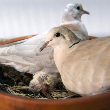 BZ BZ pink pigeon chick #2