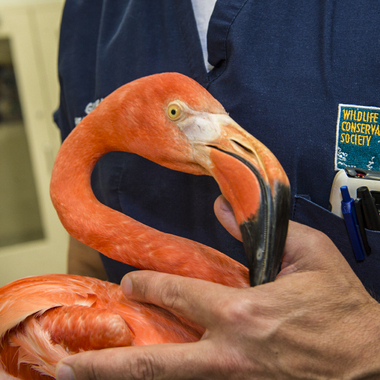 BZ Dinky closeup with keeper