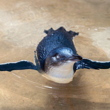 BZ Little blue penguin 3