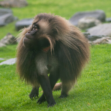 BZ The Zoo Gelada baboon close up