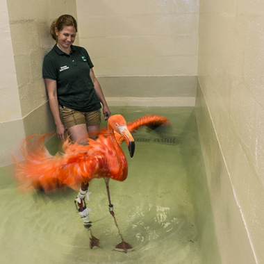 BZ Dinky rehab in water