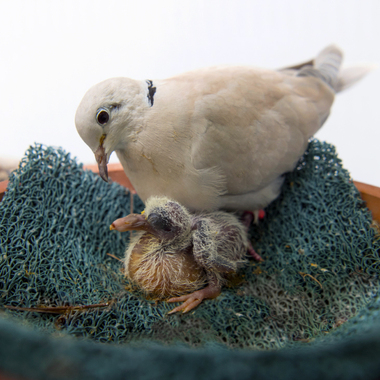 BZ BZ pink pigeon chick #1