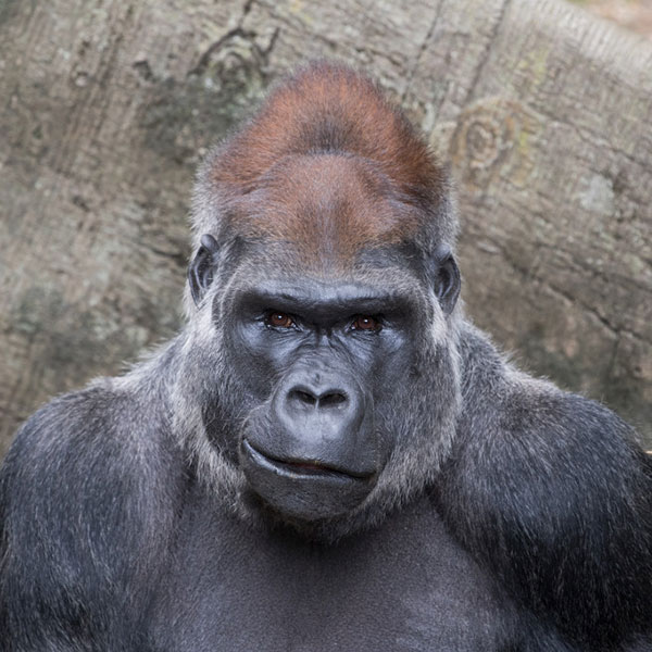 Western Lowland Gorilla