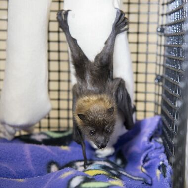 BZ Fruit Bat Pup Rodrigues pup with sock mom