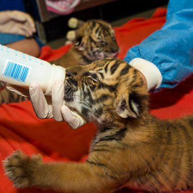 BZ Malayan tiger cubs bottle feeding